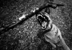 New Haven Dog Bite Lawyer